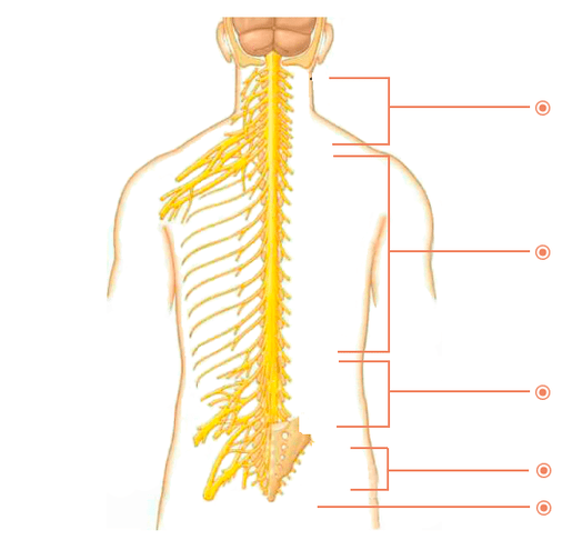 Cad iad na háiteanna ina bhfuil osteochondrosis